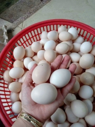 Hot Hot hot Trứng gà ta bán dùm mẹ e ngon tại Quảng Nam
