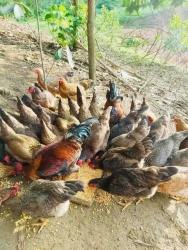 Còn một vài con gà trong vườn chuẩn bị sinh con tại Quảng Nam