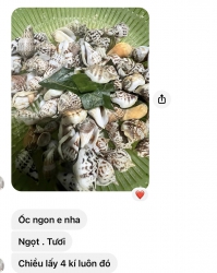Ốc Nhảy Sống tại Quảng Nam