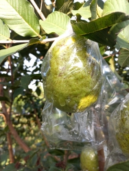 Quả ổi lão Chấn Động Quảng Nam tại Quảng Nam