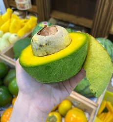 Mót vườn cuối mùa trúng lô bơ to khủng nha, hóng bơ bữa chừ mới có lại, Tranh thủ ăn thôi khách ơi tại Quảng Nam