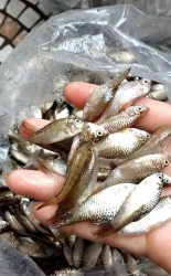 Cá cần em có tại Quảng Nam