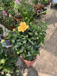 Sẵn bạch thiên hương và bụt kép thân tree như hình tại Quảng Nam