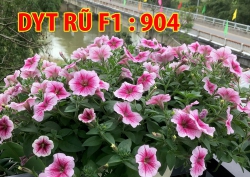 Mai Vườn Bán Cây Giống Dạ Yến Thảo Dòng F1 Chọn Màu #17k 1 cây tại Quảng Nam