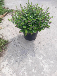 Cam Tu Mai tại Quảng Nam