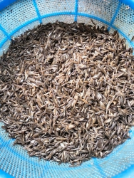Cá Bống tại Quảng Nam