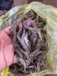 Tôm đất sông thiên nhiên tươi ngon tại Quảng Nam