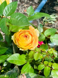 CÔNG TY TNHH TƯ VẤN THIẾT KẾ ĐẦU TƯ XÂY DỰNG 79DESIGN Văn Phòng / Cơ Sở Vườn Cây Xanh 79GARDEN tại Quảng Nam