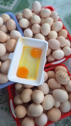 Trứng gà ta nhà em bảo ngày 18/7 tại Quảng Nam