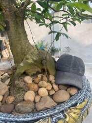 Bán Mai đọt xanh rin Quảng Nam Hoành thân 40 tại Quảng Nam