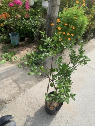  tại Quảng Nam