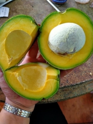 ch hỏi bơ booth ngon không, phải nói siêu ngon nhé tại Quảng Nam