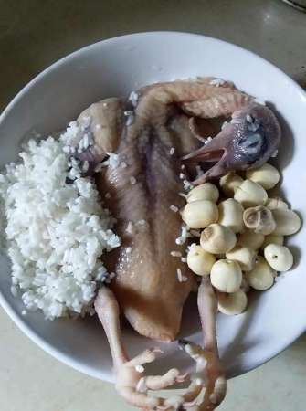 Gà ác, bồ câu ra ràng nhà e đã sẵn sàng tại Quảng Nam