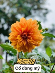 Thược dược bầu lớn cây chắc khoẻ. đã cơi ngọn rồi khách chỉ về thay chậu chăm sóc  là tết có bông tại Quảng Nam