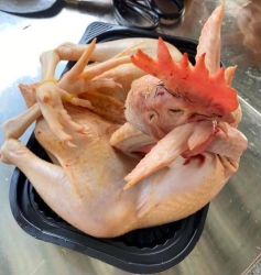 E nhận đơn gà cúng ạ tại Quảng Nam
