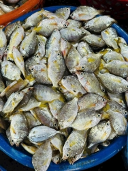 Ghe đi đánh lươii maii vô được ít cá móm sôngg tại Quảng Nam