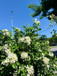 Nguyệt quế thân gỗ tại Quảng Nam