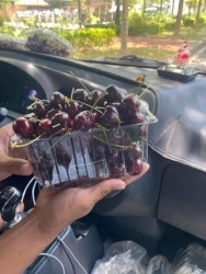  cherry mãi hạ đứt phanh...! Tranh thủ chốt trong túi để... tại Quảng Nam