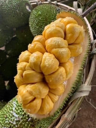 Gấp tính mai ngày cúng không dề mít tố nữ, vườn lỡ gởi e sale nhanh giùm vườn tại Quảng Nam