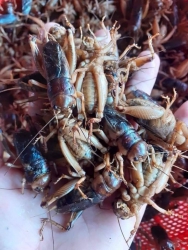 Hôm nay có vài trăm con Dế cơm tự nhiên tại Quảng Nam