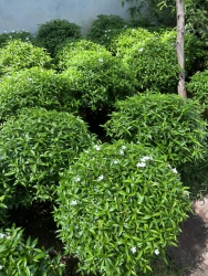 Đủ size mọi người ạ tại Quảng Nam