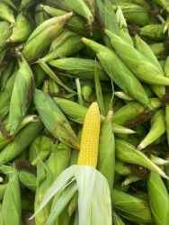 Xã giúp bà vườn bị rớt 50kg bắp Mỹ ở Vinahouse tại Quảng Nam