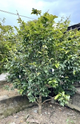  tại Quảng Nam