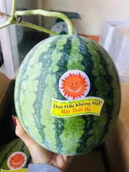Dưa Mặt Trời Đỏ Ít tại Quảng Nam