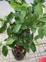 Ổi lê, ổi nữ hoàng đang nụ và trái non tại Quảng Nam