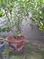 Cốc thái tại Quảng Nam