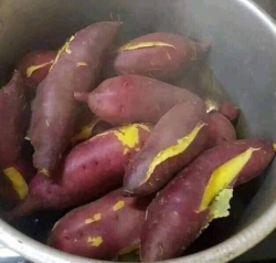 Gấp cần vườn bán giúp mấy chục kí khoai Nhật ruột siêu ngon Khoai bột, bổ, ngọt trời nắng nấu hấp vài củ, ăn như nhất nách tại Quảng Nam