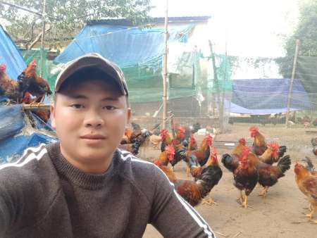Mình chăm đàn gà trống để bán cúng tất niên..!  tại Quảng Nam