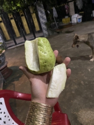 Vườn ổi ngọt Bắc Giang tại Quảng Nam