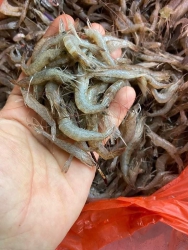 Bán tôm đất sông 100% tự nhiên tại Quảng Nam