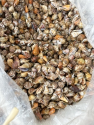 Ốc Nhảy TO ĐÙNG tại Quảng Nam