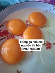 Bán Trứng Gà Ta Tươi Sống tại Quảng Nam
