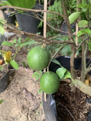 Sẵn chanh thường có trái y hình tại Quảng Nam