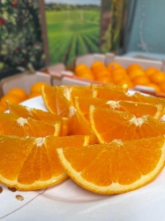  nên e về Tết cho mấy c mua thờ Tết ăn nha cam kiếng tại Quảng Nam