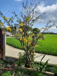 Tết này nhớ về Điện Bàn nha tại Quảng Nam