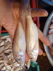 Các món cá tươi ngon tại Quảng Nam