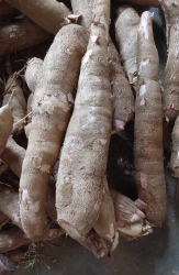 Nhà em nhổ sắn dư sắn bở, to nhiều bột củ tầm 1kg tại Quảng Nam
