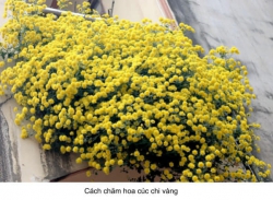 Cúc chi rũ còn gọi cúc trà hoa vàng, vừa ngắm hoa còn được chế biến nước trà uống rất tốt cho sức tại Quảng Nam