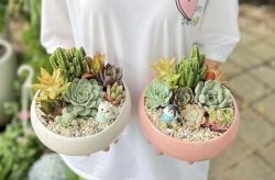 Sen đá - xương rồng tại Quảng Nam