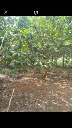 Đất nghĩa trang gia đình tại Quảng Nam