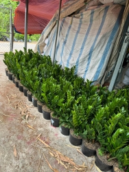 Cây Cảnh Giá Lẻ Silver Pin 65k/chiếc tại Quảng Nam