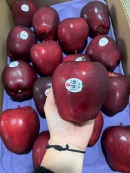 o con ong Mỹ tại Quảng Nam