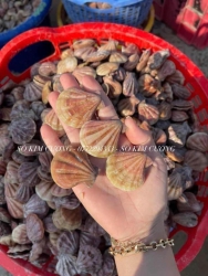 Còn Vài Kí Sò Kim Cương Em Xả Nhanh tại Quảng Nam