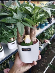 Cây để bàn trang trí, decor tại Quảng Nam