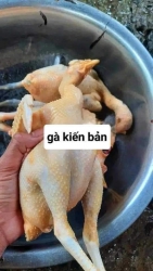 69k/1 con gà kiến rọt tại Quảng Nam