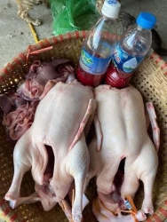 Bầy vịt đồng tươi sống tại Quảng Nam
